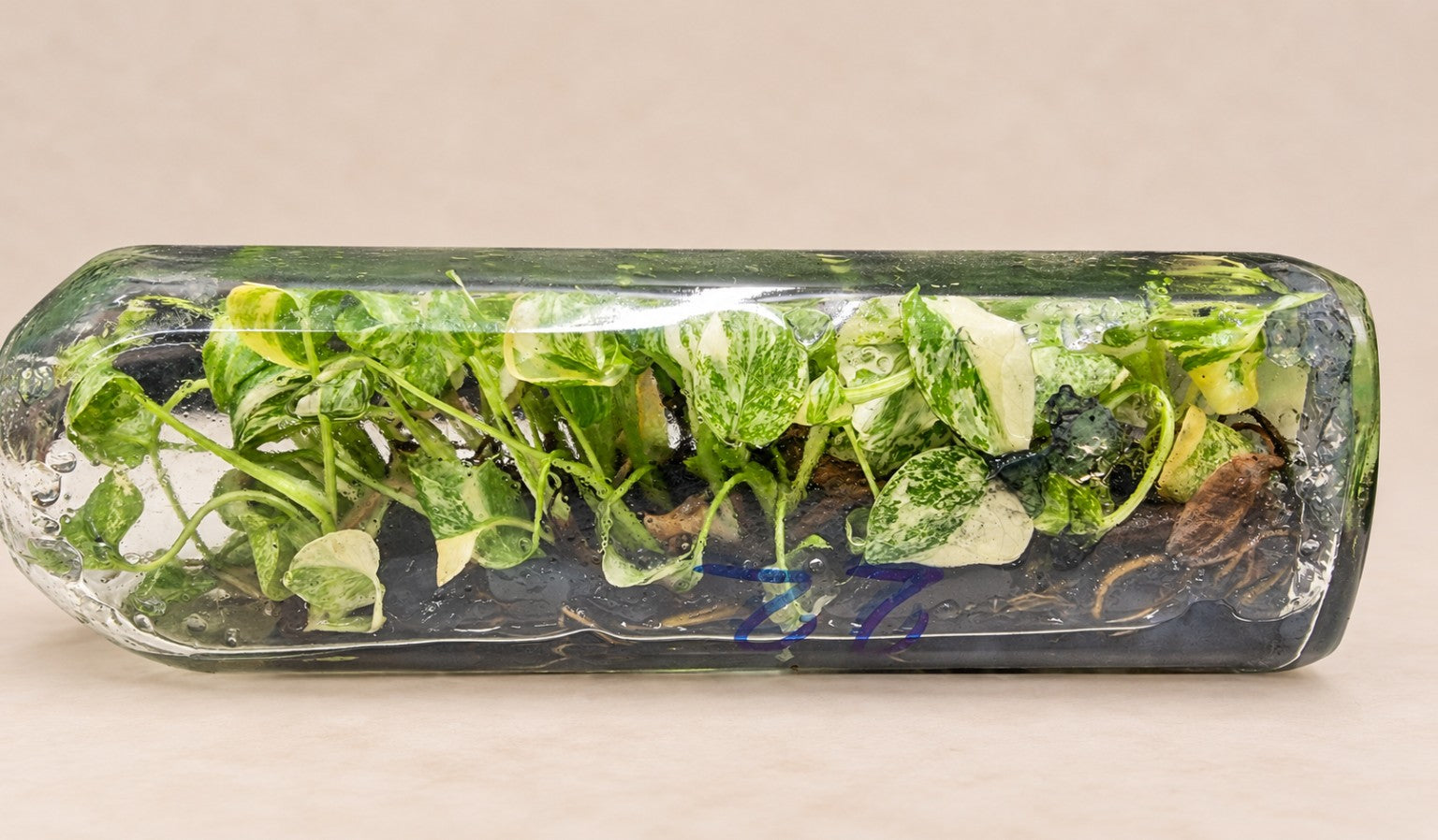 Rare and variegated collector plants grown by JungleBotanics