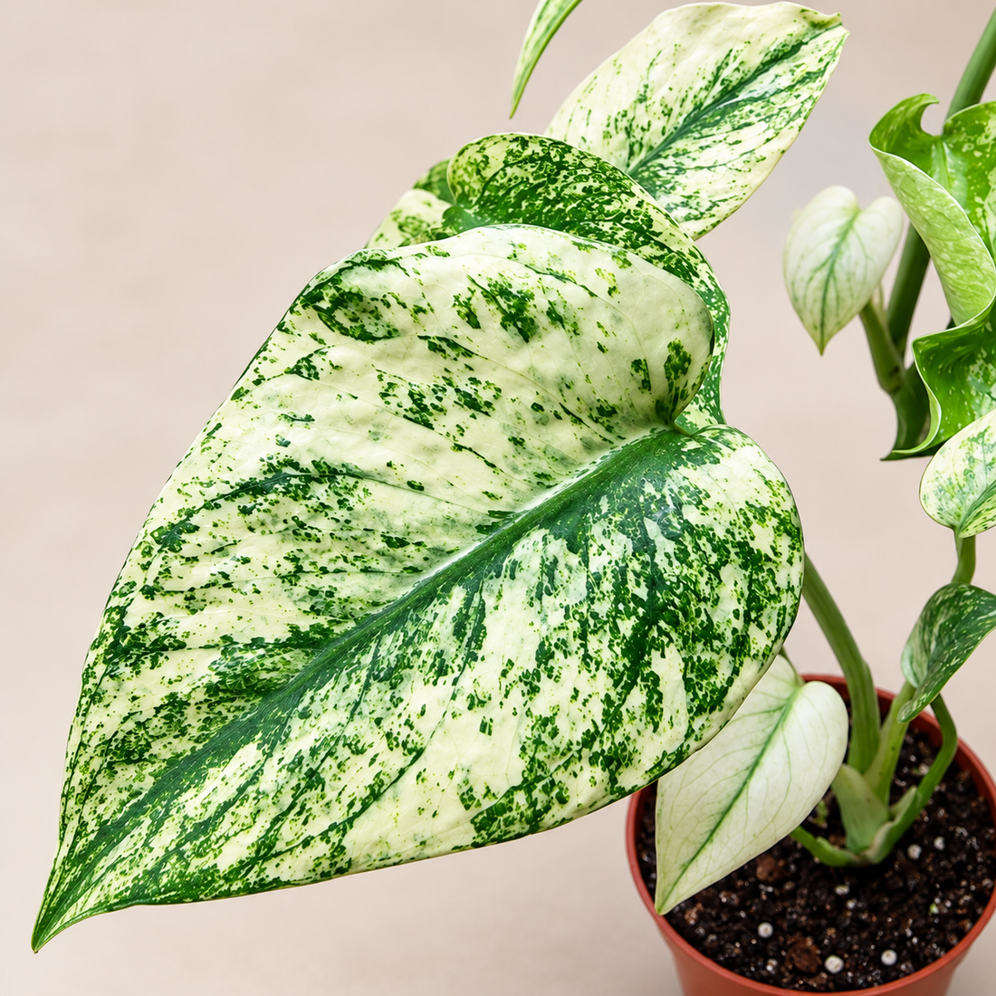 Variegated Monstera foliage showing contrasting chlorophyll patterns and sectoral variegation
