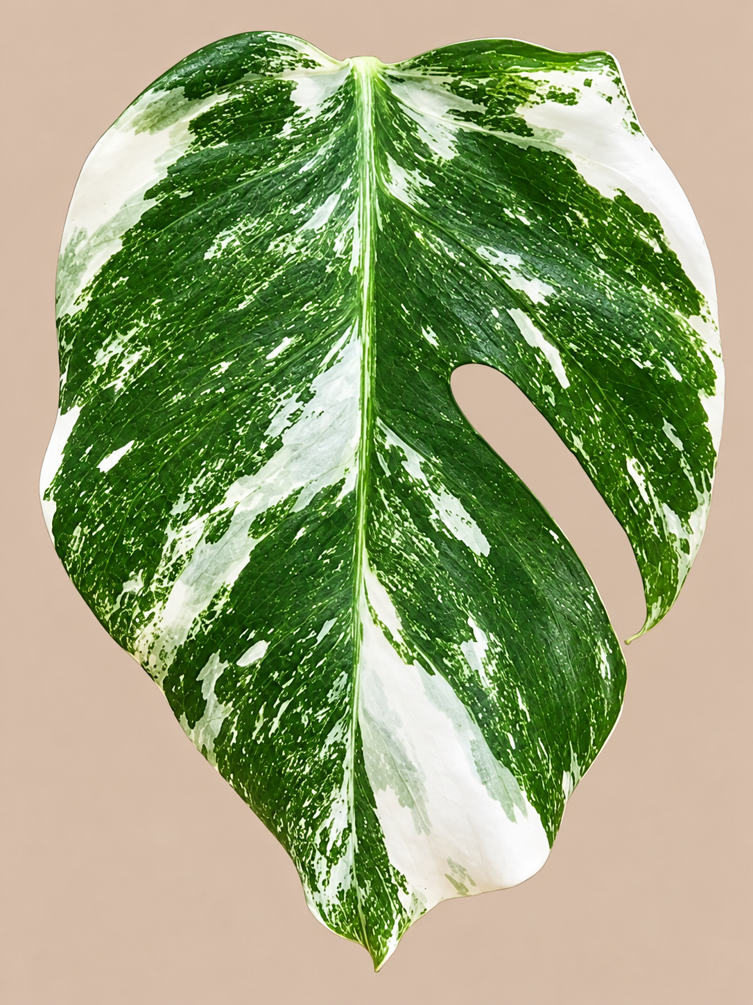 Monstera Albo Variegata plant