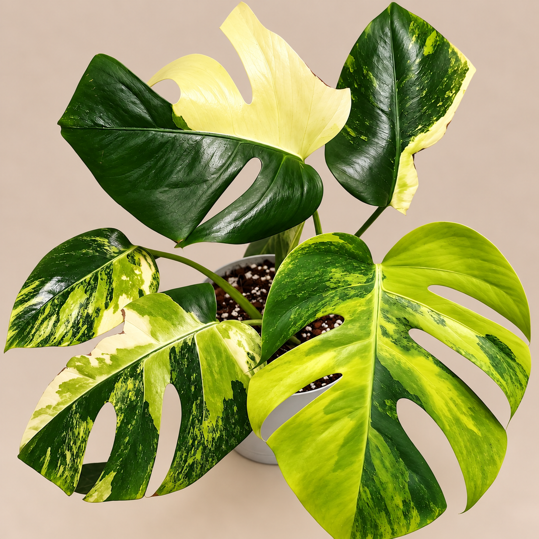 Monstera Aurea Large Form variegated plant