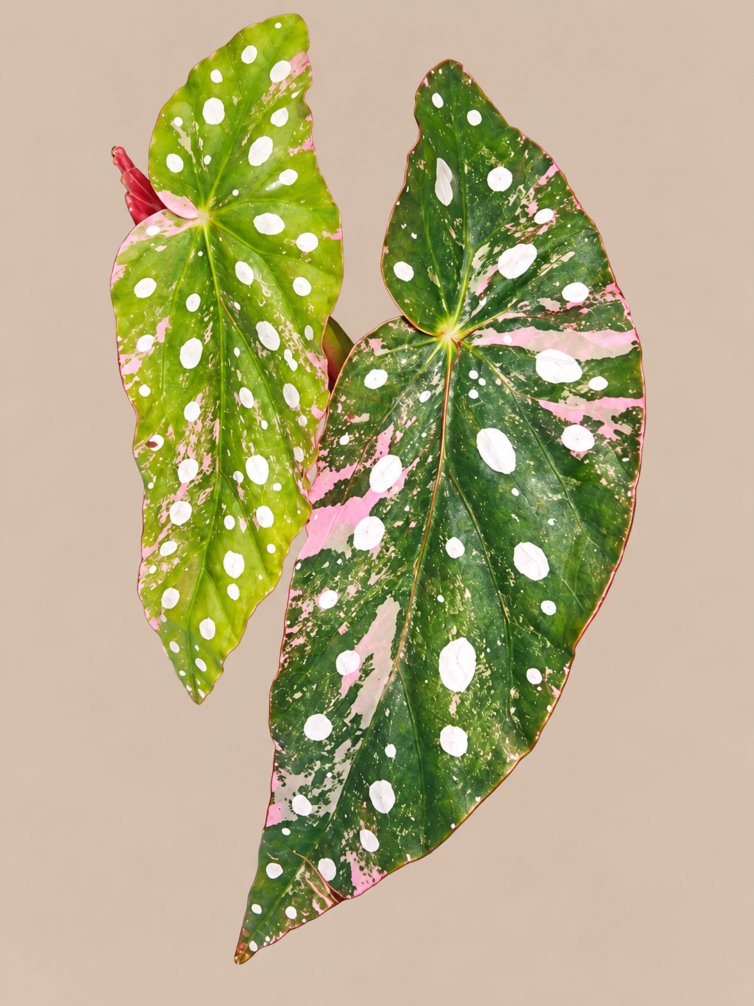 Begonia Maculata Pink Variegated plant