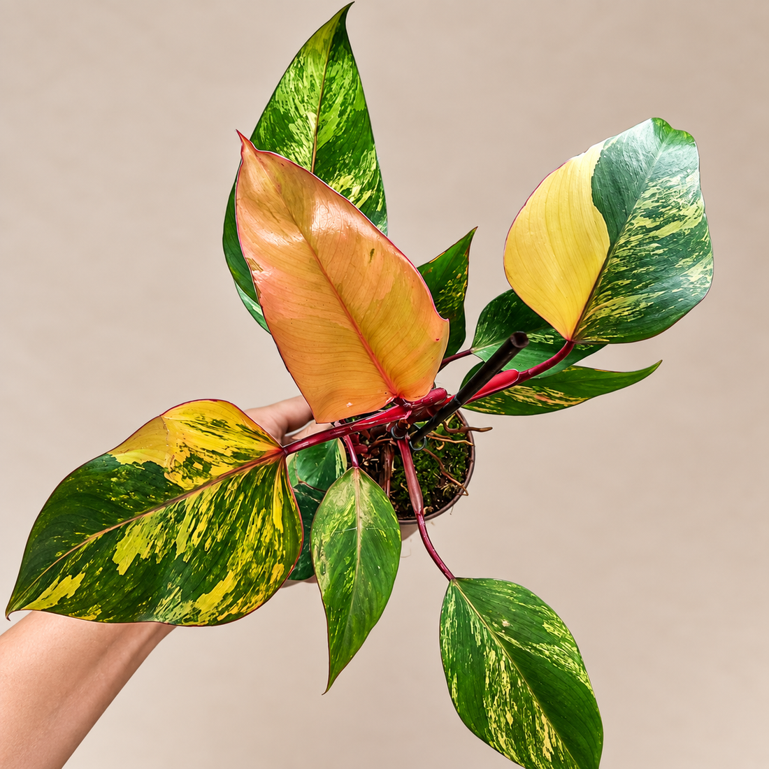 Philodendron Strawberry Shake variegated collector plant