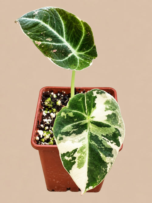 Alocasia Black Velvet Pink Variegated plant with green, cream and pink variegated leaves in a 9 cm pot