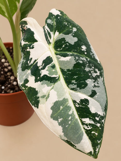 Close-up of a highly variegated Alocasia Frydek leaf on an established plant in a 12 cm pot