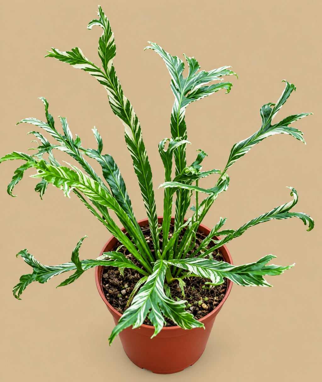 Asplenium nidus Variegata fern in an 8cm pot – full plant view