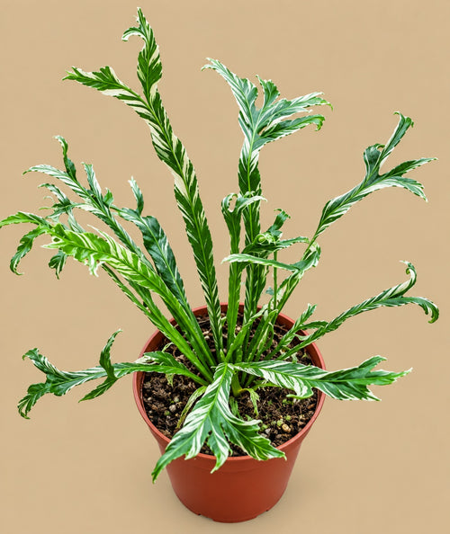 Asplenium nidus Variegata fern in an 8cm pot – full plant view