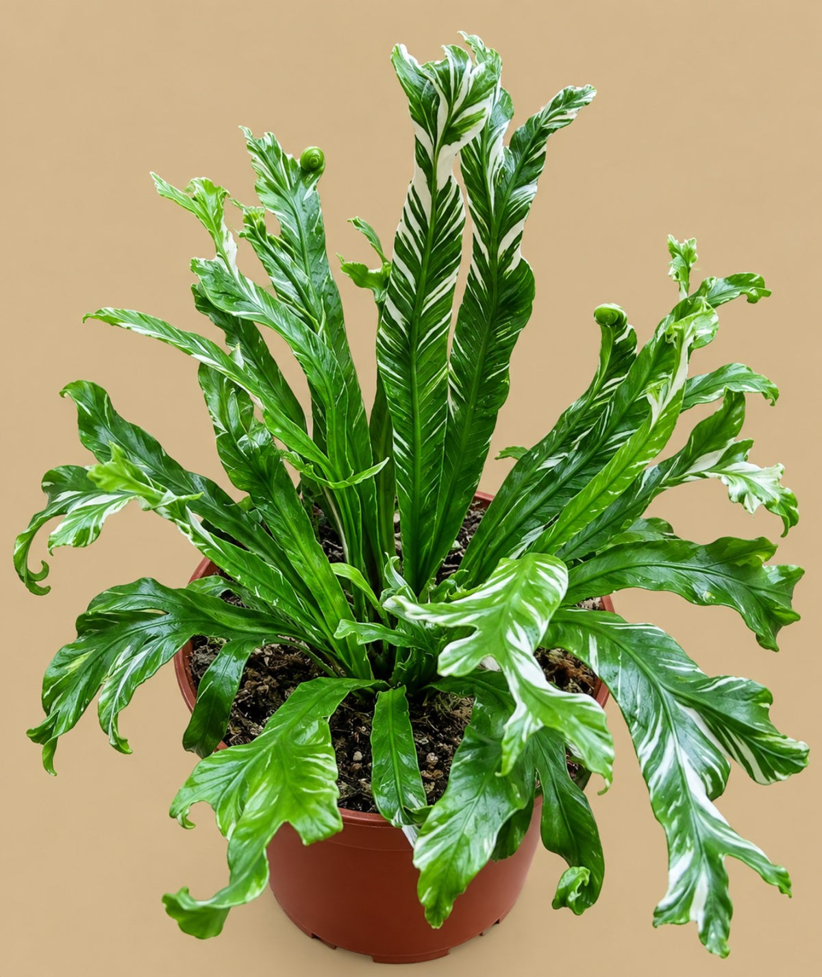 Asplenium nidus Variegata showing green and white variegated fronds