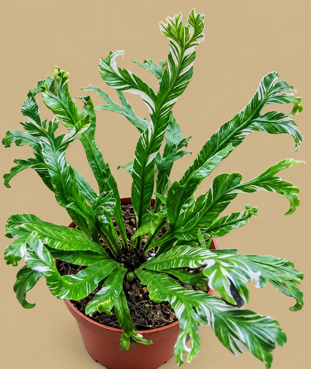 Variegated bird's nest fern Asplenium nidus in an 8cm nursery pot