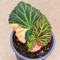 Begonia Illumination Apricot Shades variegated sport in an 11 cm pot