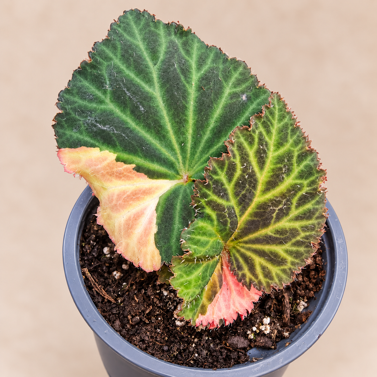 Begonia Illumination Apricot Shades variegated sport in an 11 cm pot