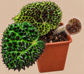 Begonia melanobullata with dark conical bullae and hairy textured leaves in a 9 cm pot