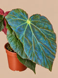 Begonia pavonina in a 1 L pot showing blue iridescence on its leaf