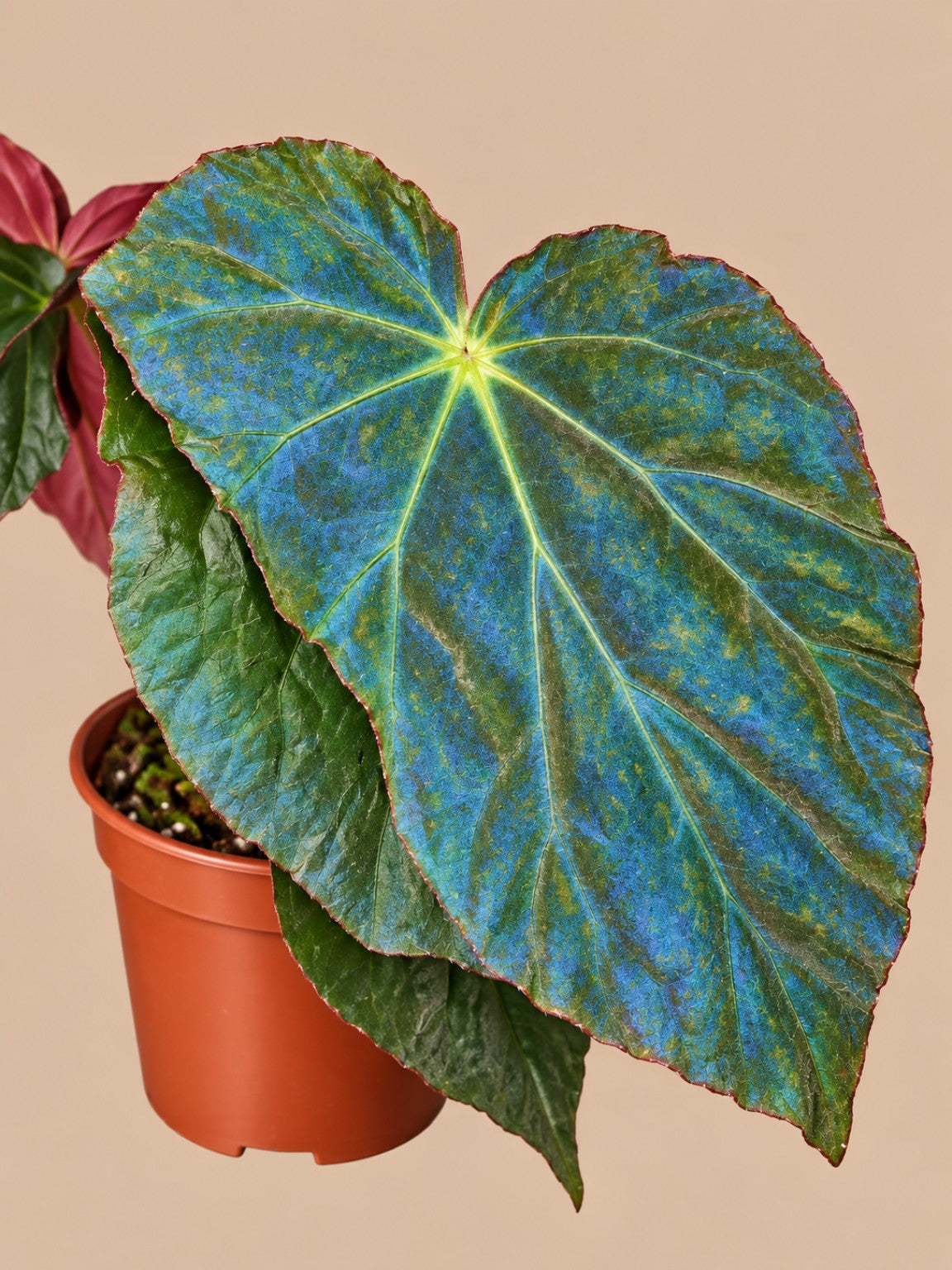 Begonia pavonina in a 1 L pot showing blue iridescence on its leaf