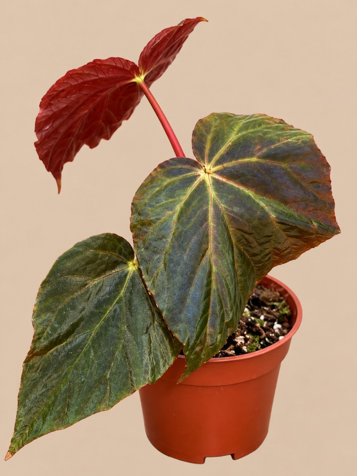 Begonia pavonina whole plant in a 1 L pot showing green leaves and red undersides