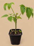 Brassaiopsis fatsioides rare foliage plant in a 2 litre pot