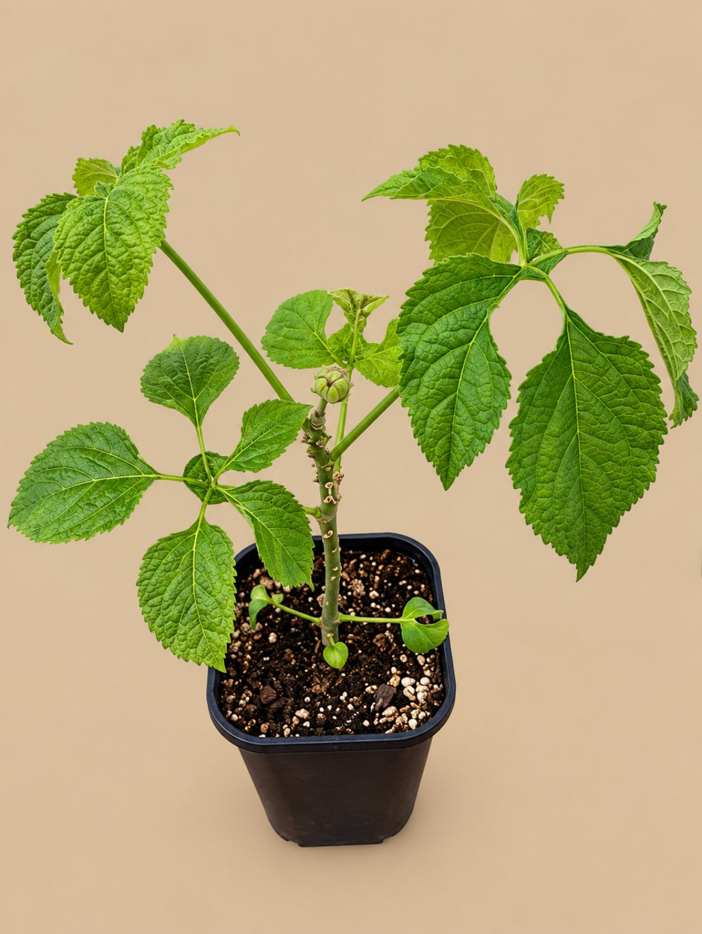 Brassaiopsis fatsioides full plant showing textured green foliage
