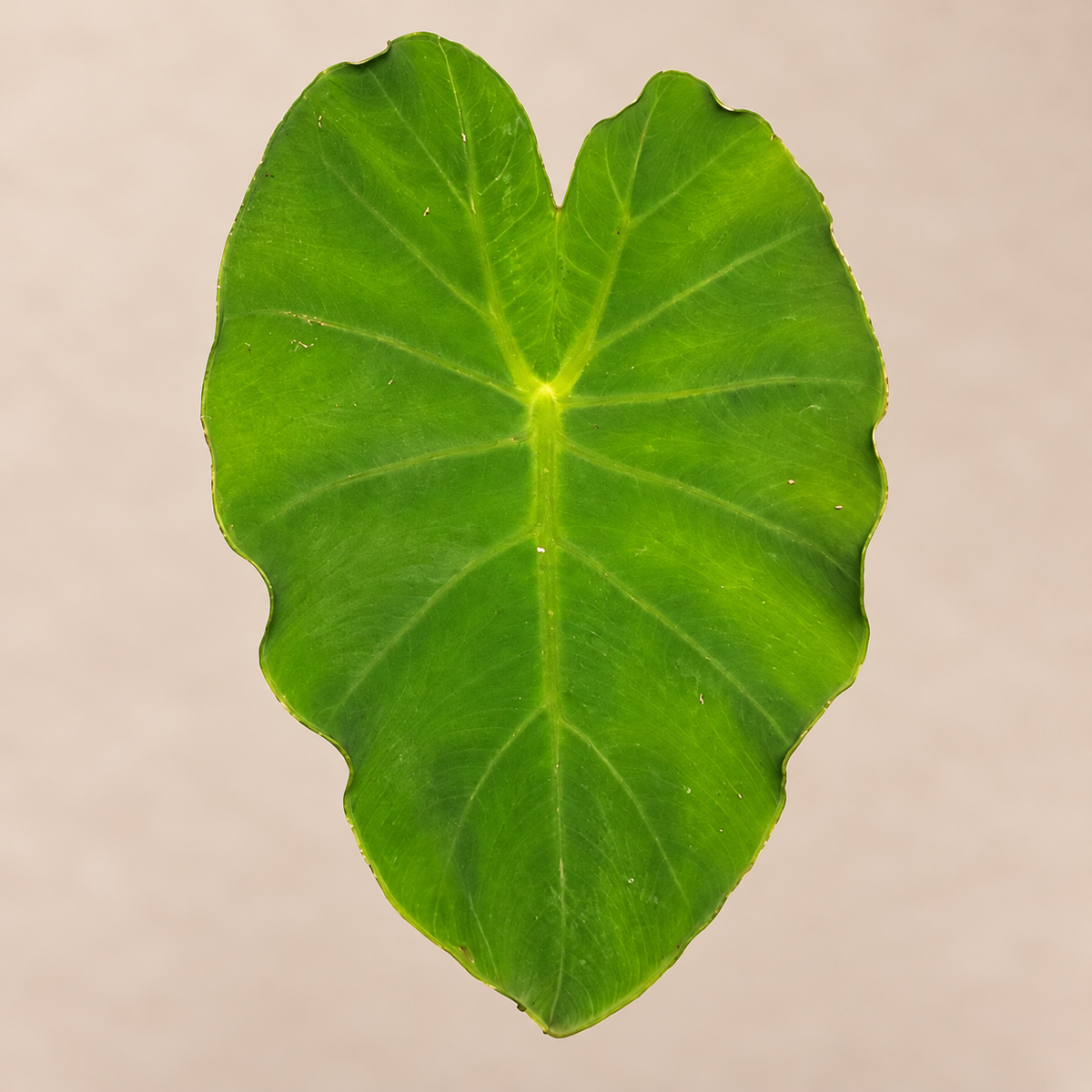 Colocasia Jack's Giant broad green elephant-ear leaf with prominent veins