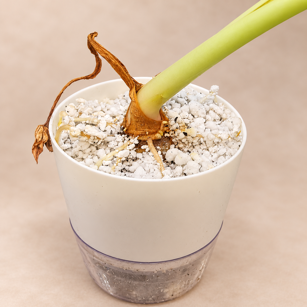 Colocasia Jack's Giant corm and green petiole in a perlite-filled pot