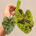 Colocasia esculenta Mojito lime-green leaves with dark purple mottling