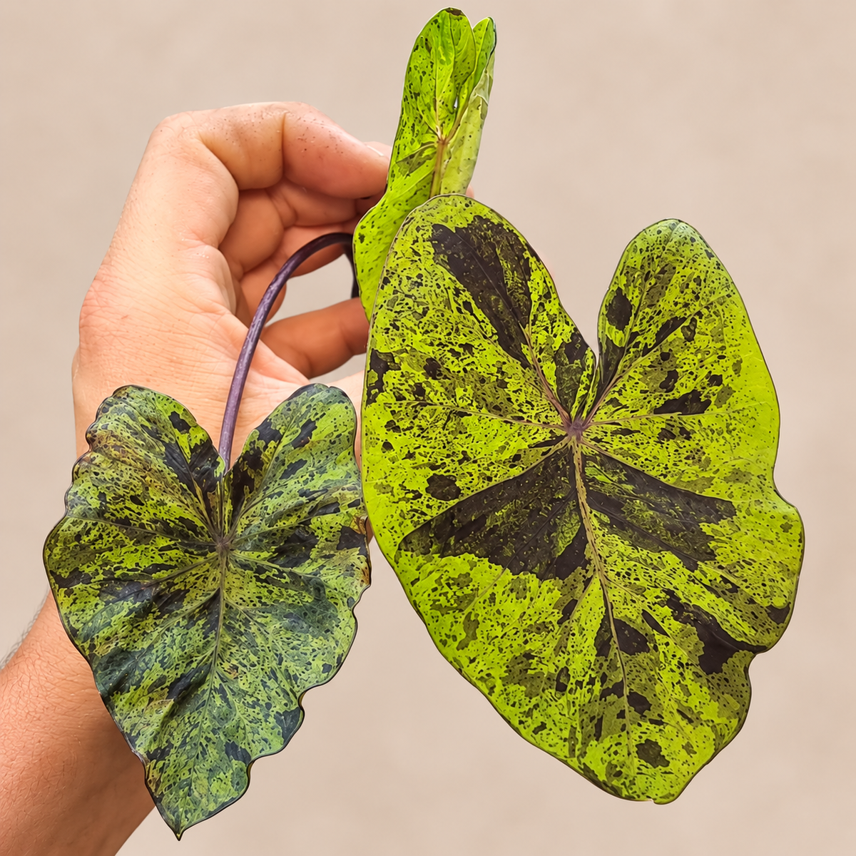 Colocasia esculenta Mojito lime-green leaves with dark purple mottling