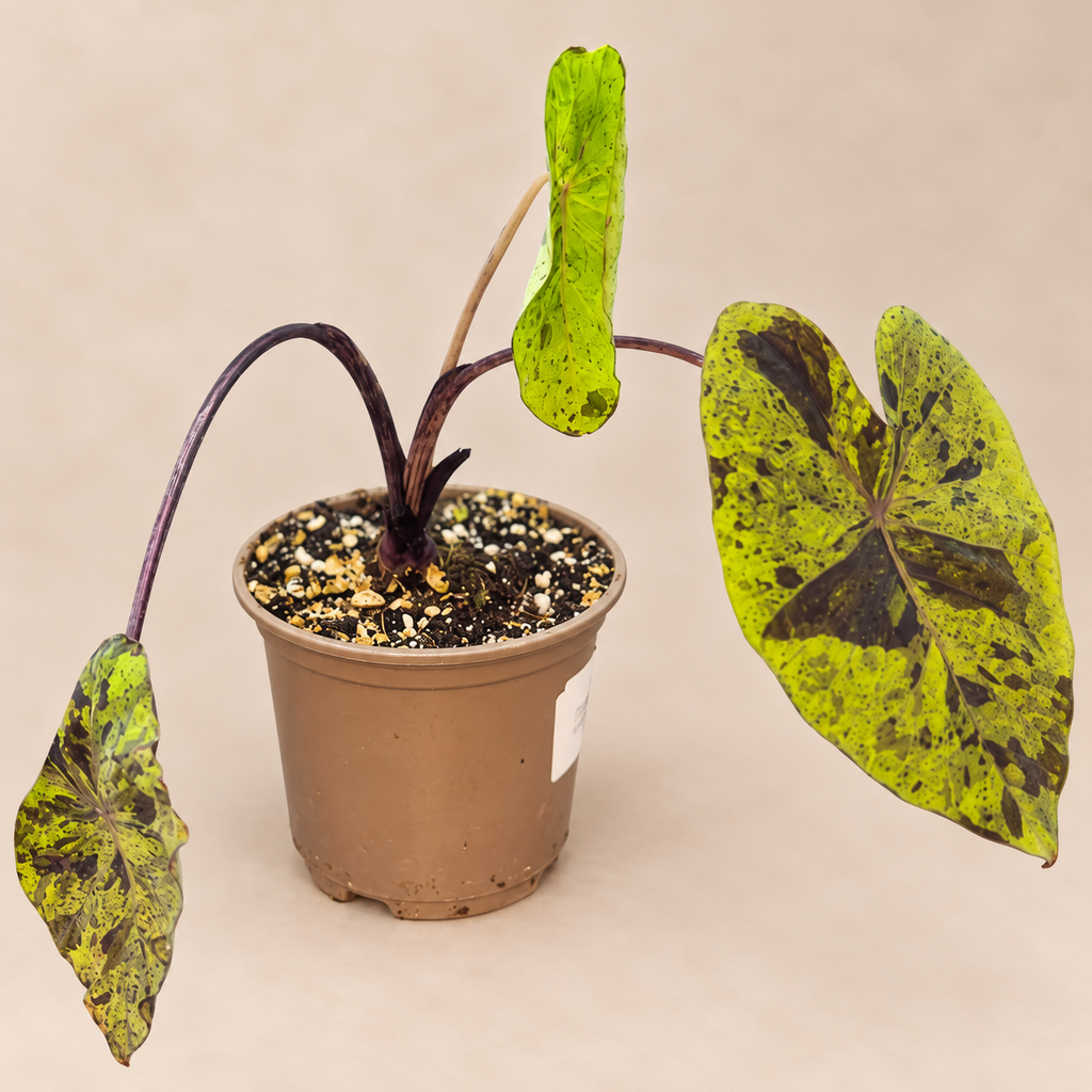 Colocasia Mojito plant in an 11 cm nursery pot with mottled lime-green and purple foliage