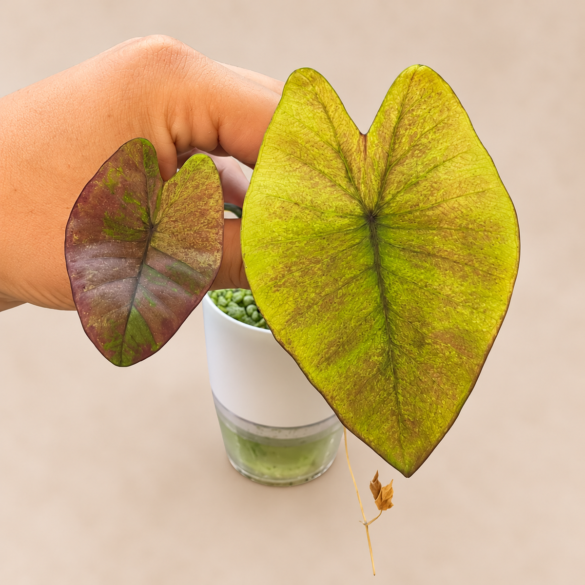 Colocasia Violet Black Specter Variegated in a 1 L self-watering pot
