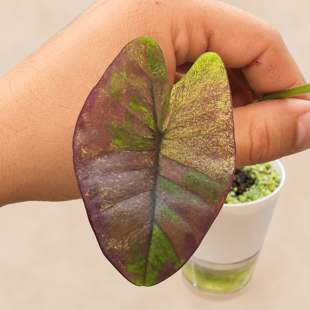 Violet and green variegation on the current Colocasia Violet Black Specter leaf