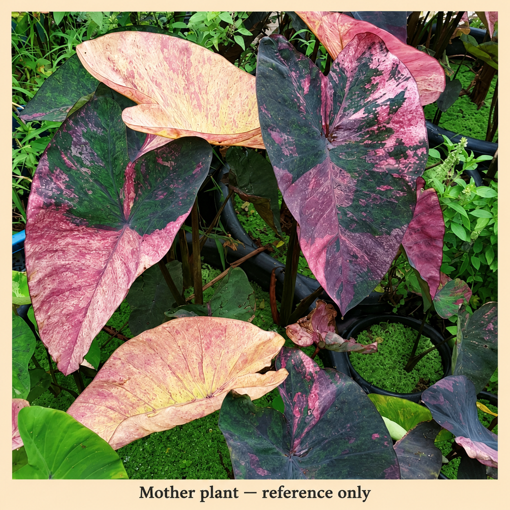 Mother plant reference only: Colocasia Violet Black Specter mature foliage; not the plant offered