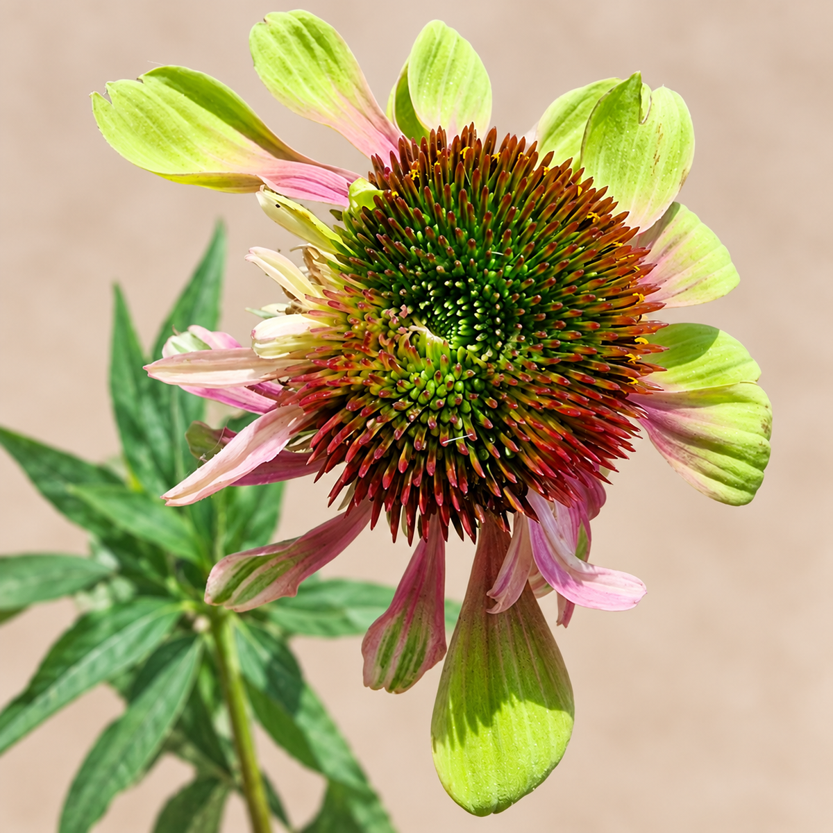 Green and pink flower on Echinacea Green Twister variegated plant