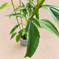 Echinacea Green Twister with cream-striped variegated foliage