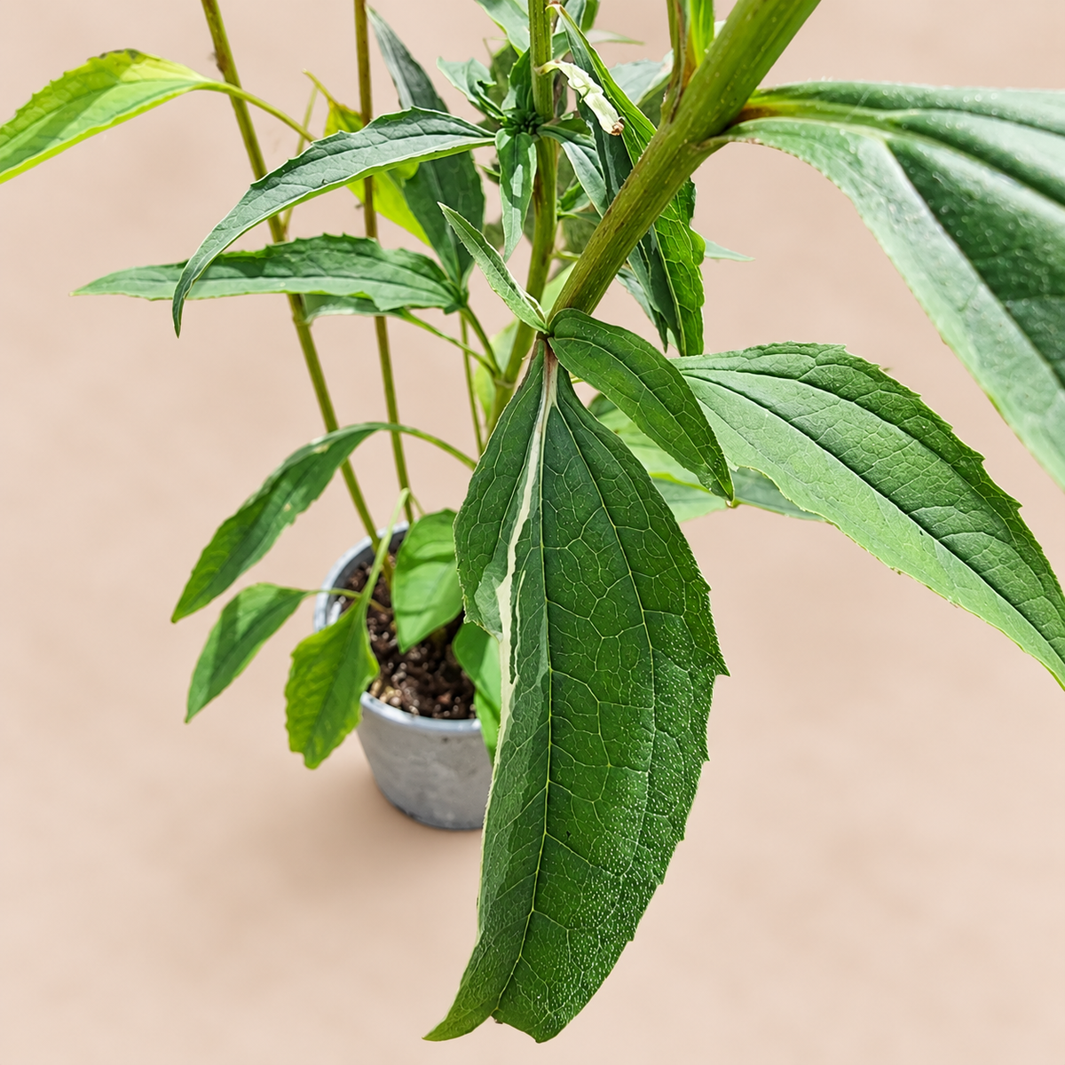 Echinacea Green Twister with cream-striped variegated foliage