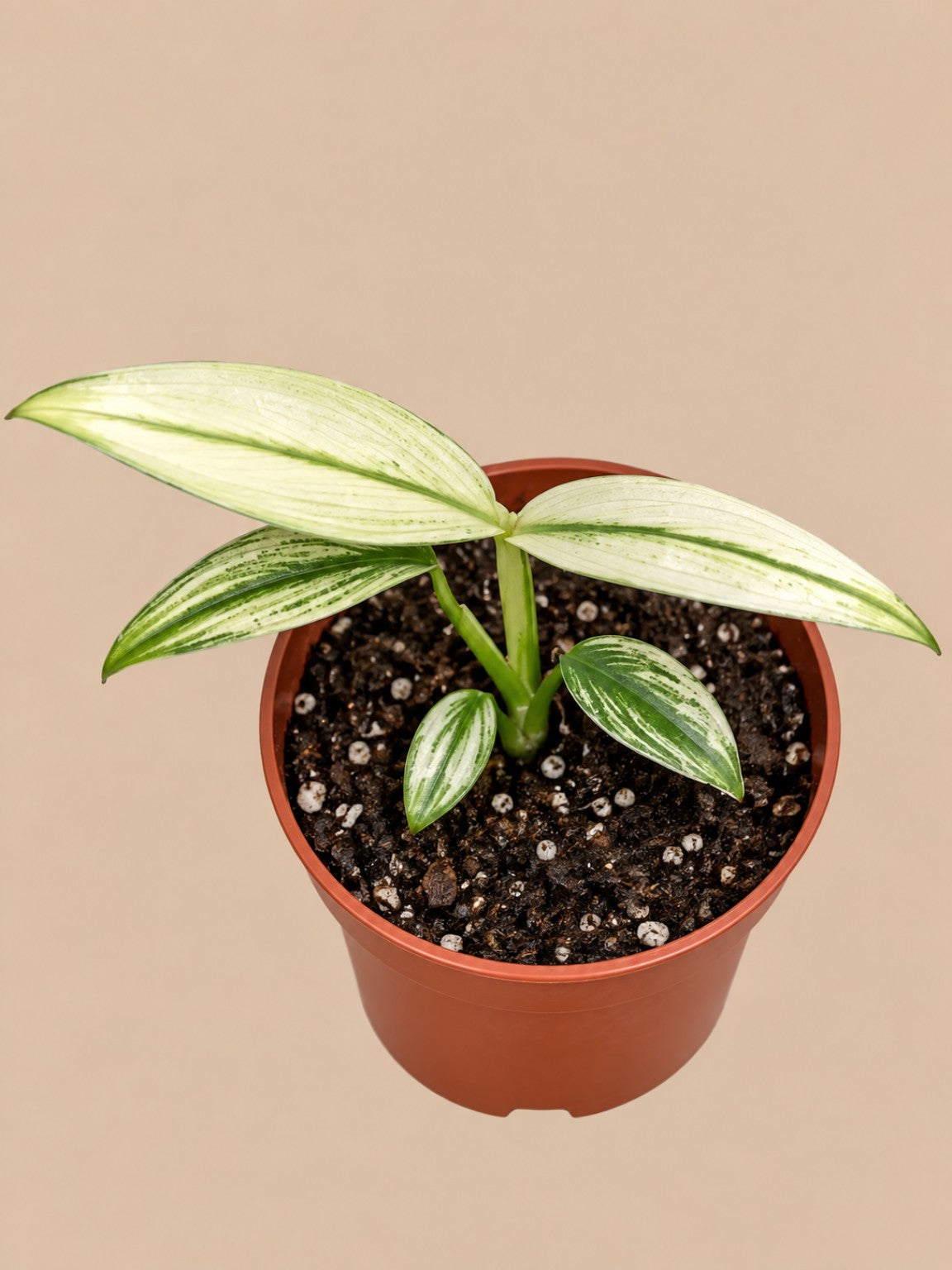 Juvenile Epipremnum amplissimum variegated with narrow cream and green striped leaves in a 12 cm pot
