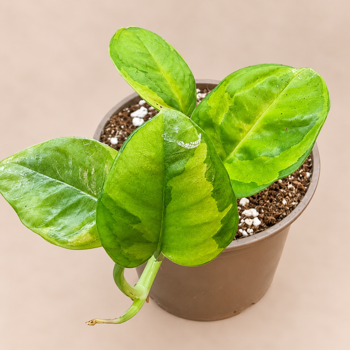 Epipremnum Harlequin Aurea variegated plant with yellow-green patterned foliage in an 11 cm pot