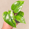 Epipremnum Victoria Aurea Variegated in a 6 cm pot showing green and yellow patterned foliage