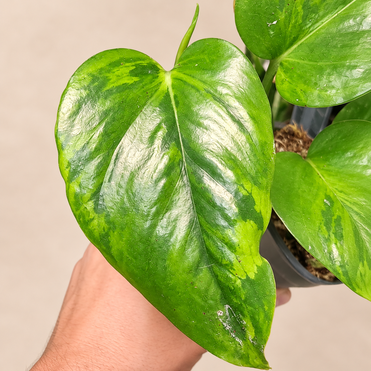 Close-up of Epipremnum Victoria Aurea Variegated leaf with yellow and green variegation