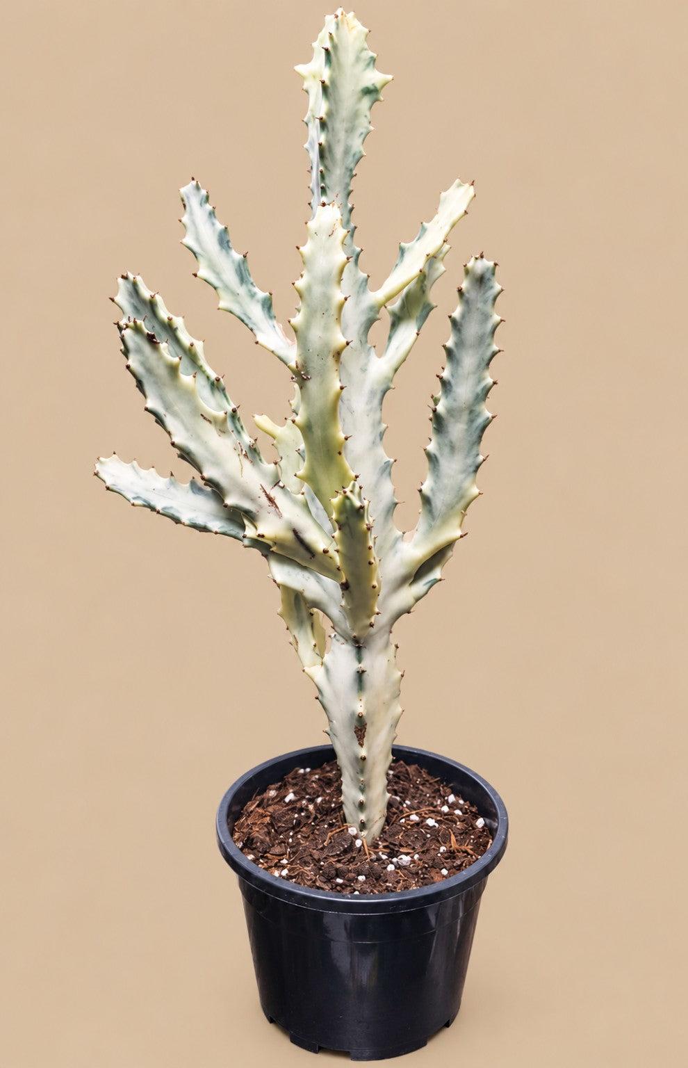 Euphorbia lactea White Ghost established branching plant in a 17 cm pot