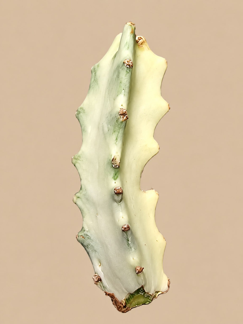 Euphorbia lactea White Ghost small variegated unrooted cutting