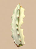 Euphorbia lactea White Ghost small variegated unrooted cutting