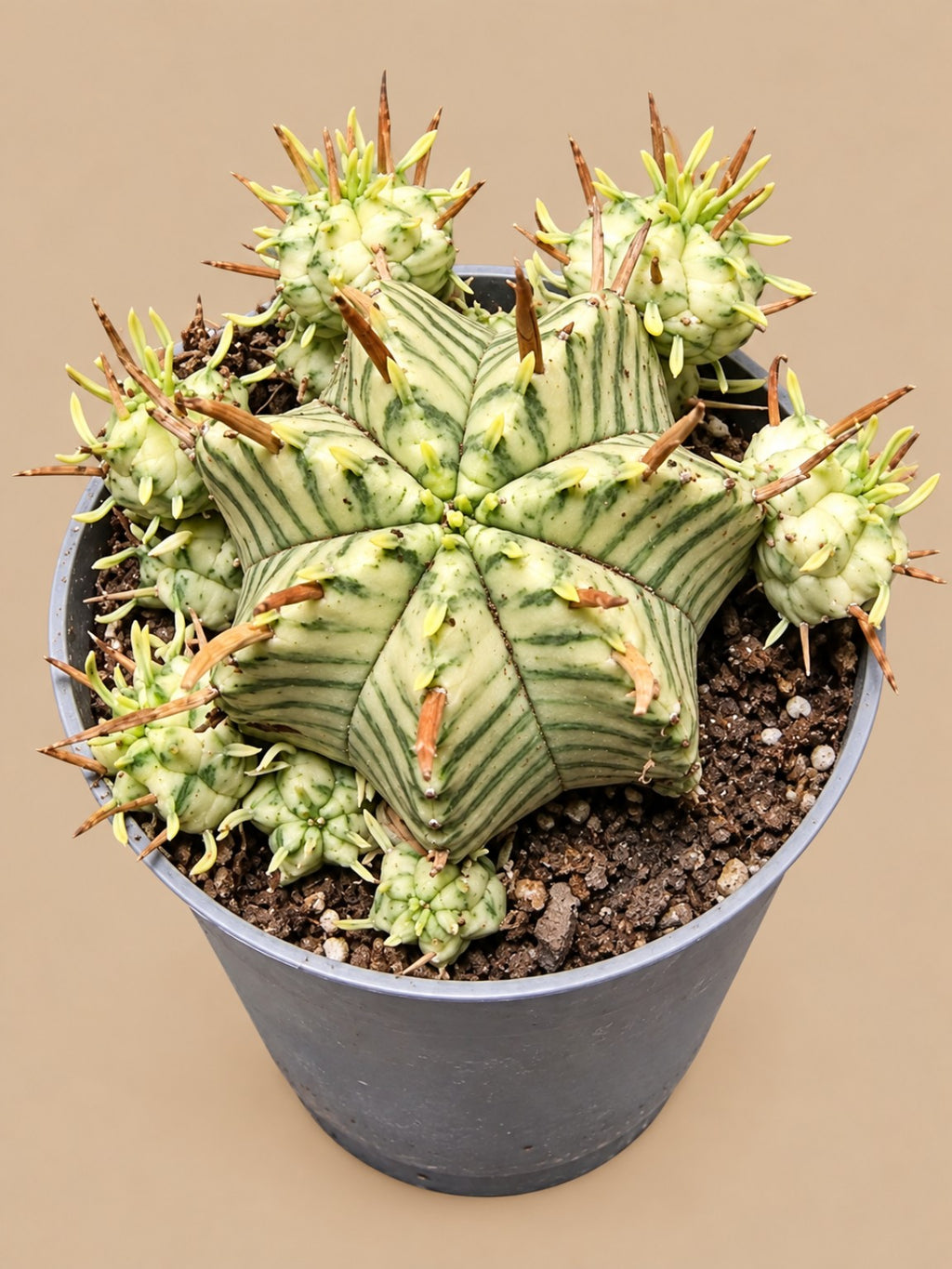 Clumping Euphorbia meloformis Variegata with numerous pale offsets