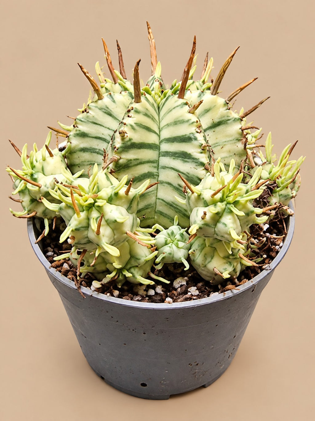 Euphorbia meloformis Variegata mature plant with offsets, front view