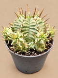 Euphorbia meloformis Variegata mature plant with offsets, front view