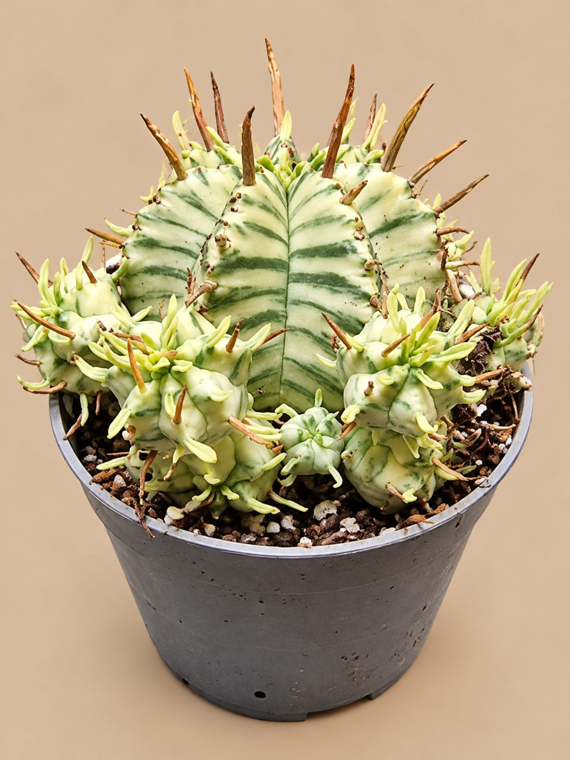 Euphorbia meloformis Variegata mature plant with offsets, front view