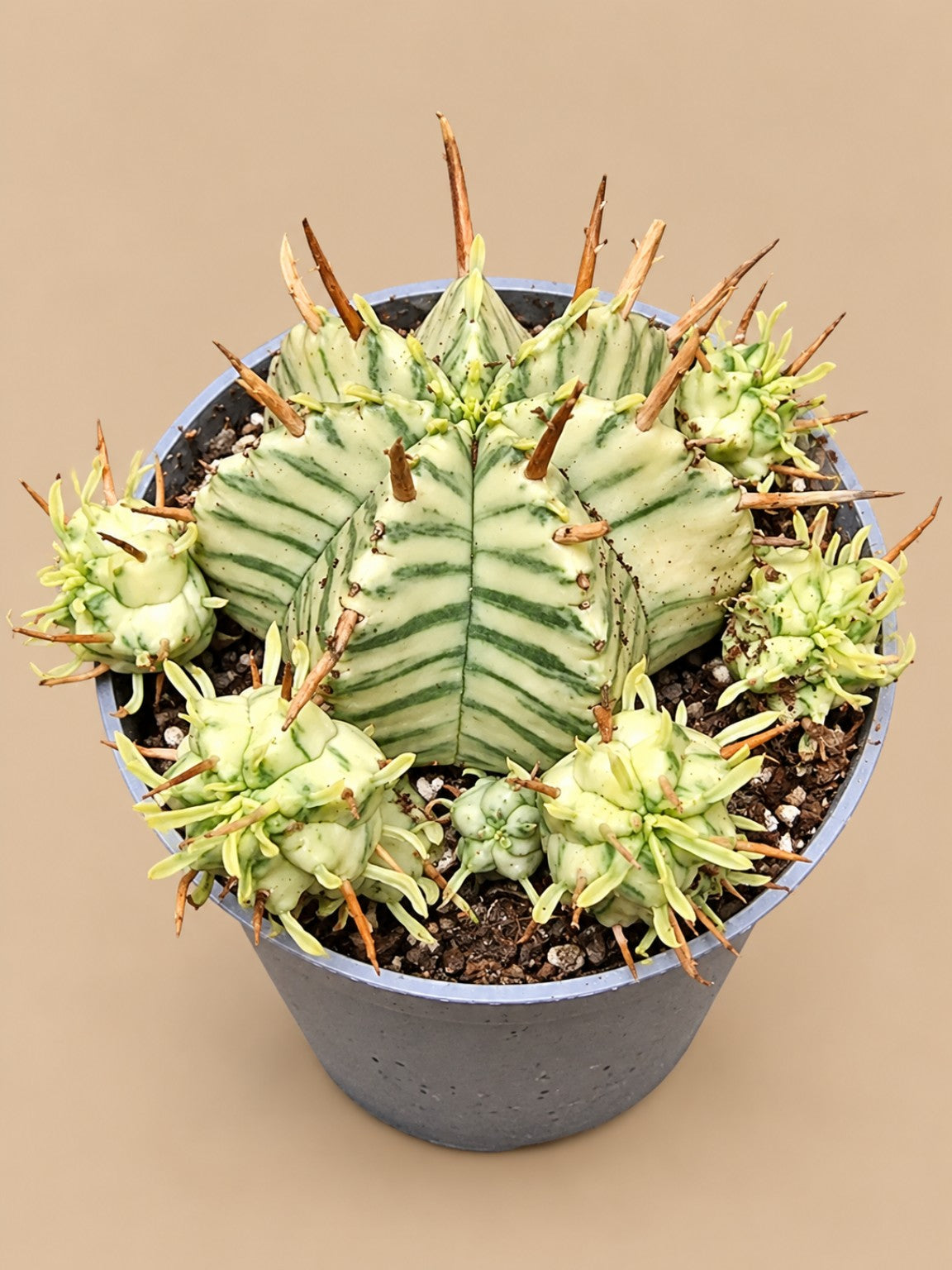 Euphorbia meloformis Variegata showing cream and green striping, top view