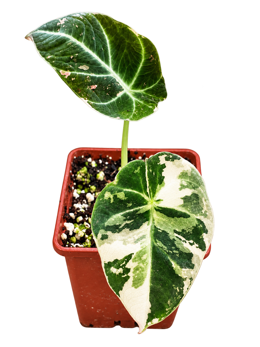 Alocasia Black Velvet Pink Variegated plant with green, cream and pink variegated leaves in a 9 cm pot