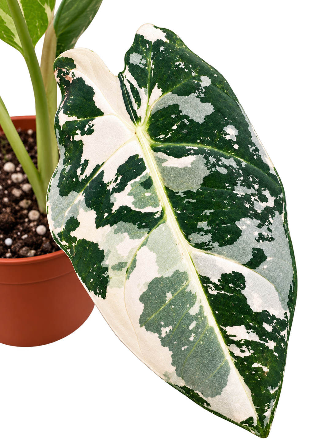 Close-up of a highly variegated Alocasia Frydek leaf on an established plant in a 12 cm pot