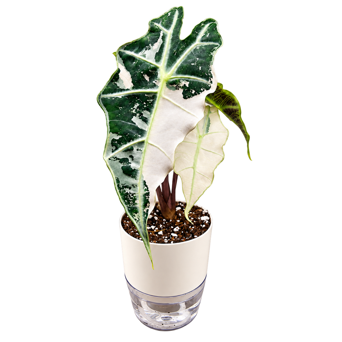 Alocasia Polly Pink Variegated plant