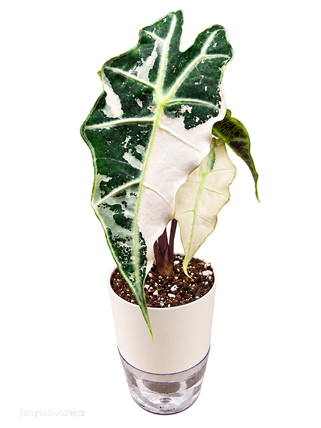 Alocasia Polly Pink Variegated plant