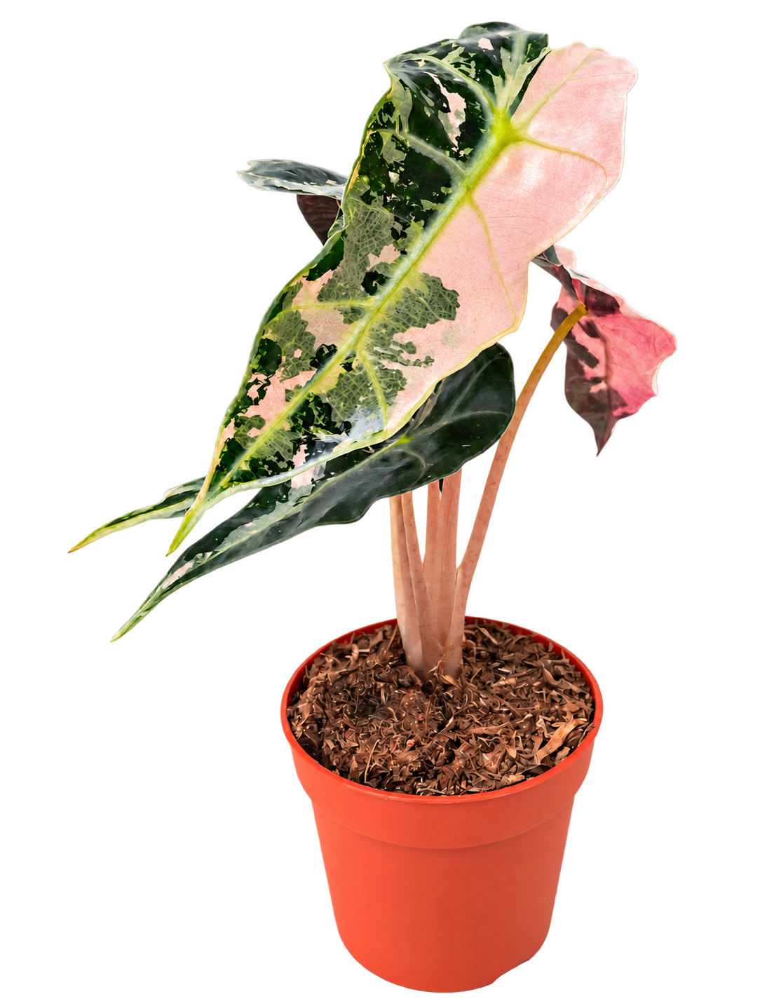 Alocasia Polly Pink Variegated foliage
