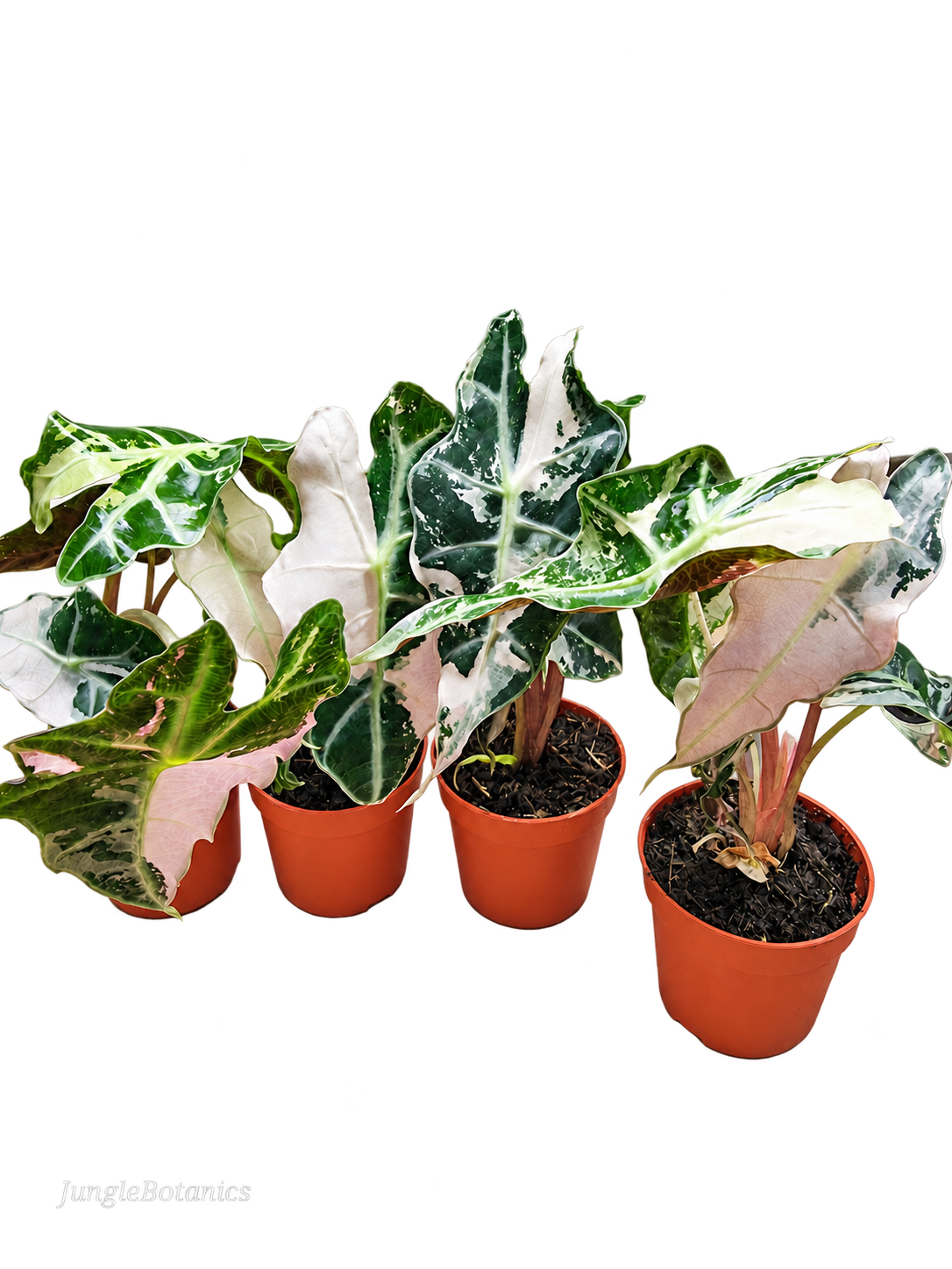 Alocasia Polly Pink Variegated plant detail