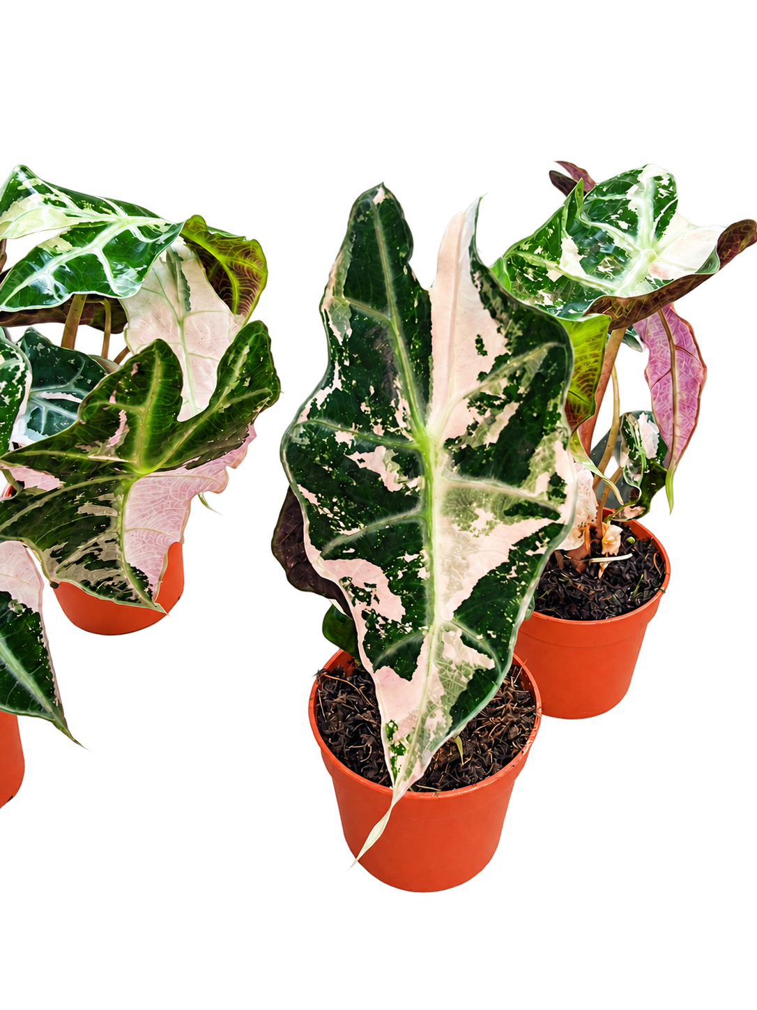Alocasia Polly Pink Variegated leaf detail